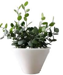 Silver Dollar Plant